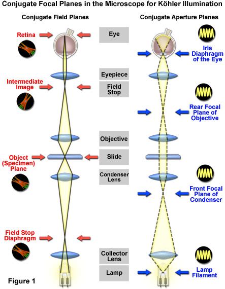 Zeiss Microscopy Online Campus Microscopy Basics Kohler Illumination