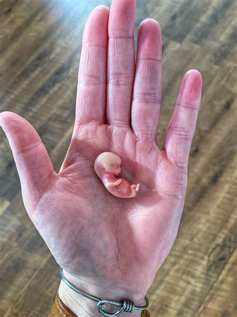 Made To Order 9 Week Gestation Embryo Memorialhonor Sculpture Baby