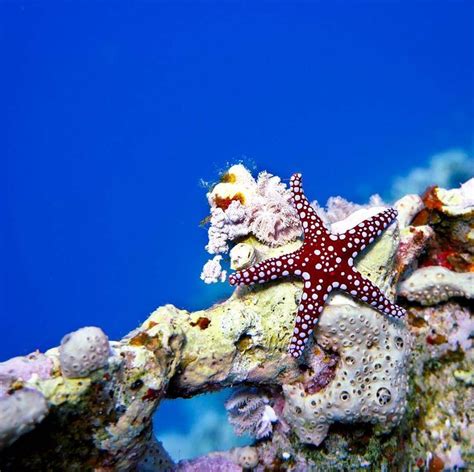 A Red Sea Star From Our Lovely Red Sea
