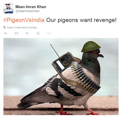 Pakistanis Respond After Spy Pigeon Detained In India
