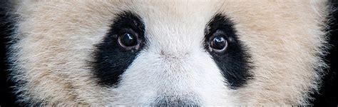 Giant Panda The Veggie Bear Answers In Genesis