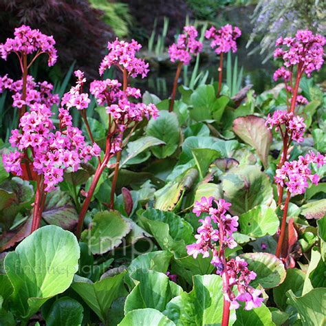 Bergenia Sunningdale Bergenia Information Pictures And Cultivation Tips