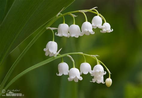 Lily Of The Valley Photos Lily Of The Valley Images Nature Wildlife