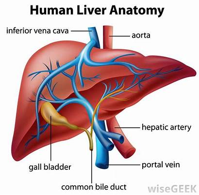 Bile Liver Duct Organs Run Ducts Through