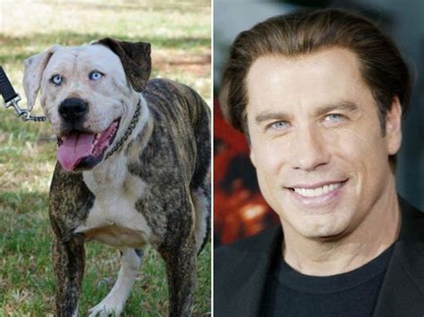 Celebrity Animal Lookalikes 20 Pics