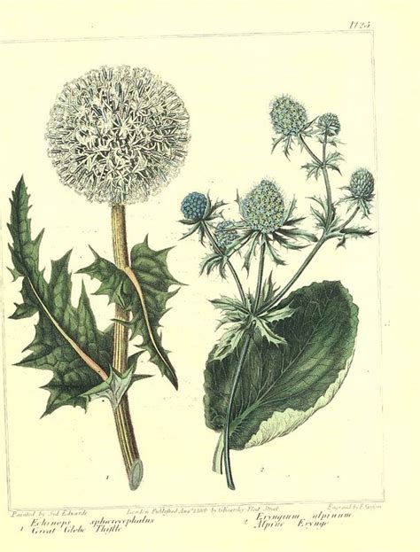 Pin On Flower Illustrations