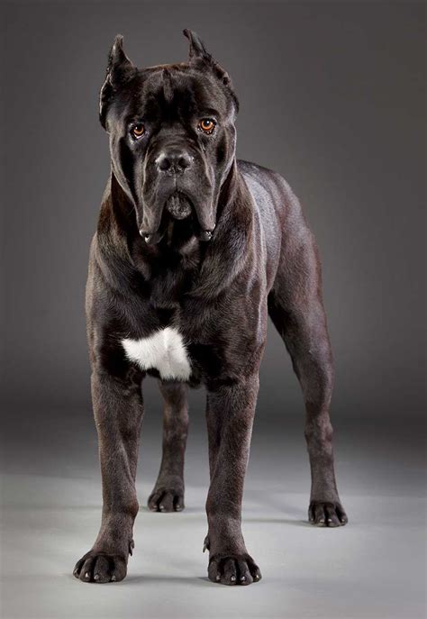 ˈkaːne ˈkɔrso) is an italian breed of mastiff. Cane Corso Dog Breed » Everything About Cane Corsos