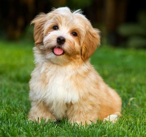 That's entirely different from allergy free. Havapoo Puppies For Sale In Ohio | Top Dog Information