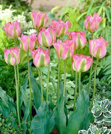 Pink Tulips Are Blooming In The Garden With Green Leaves And Plants