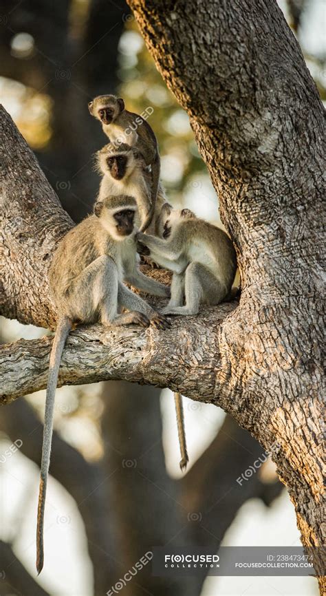 Troop Of Vervet Monkeys Sitting In A Tree South Africa — Beauty