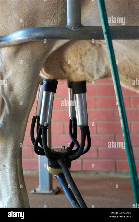 Closeup Of Milking Time At A Dairy Showing An Automated Milking Machine Attached To A Cows Udder