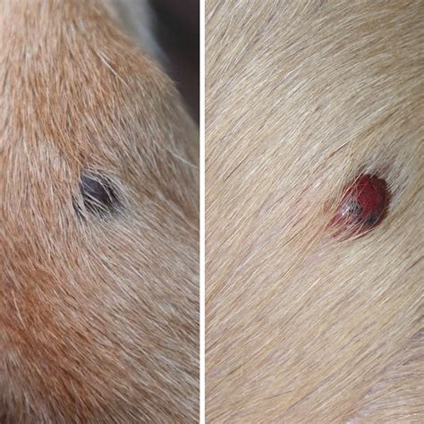 Skin Cancer Pictures On Dogs Idaman