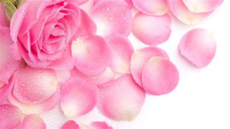 Pink Rose And Rose Petals With Water Drops Hd Rose Wallpapers Hd