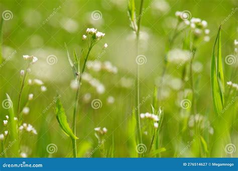 Wild White Flowers Grow In Spring Green Grass Stock Image Image Of