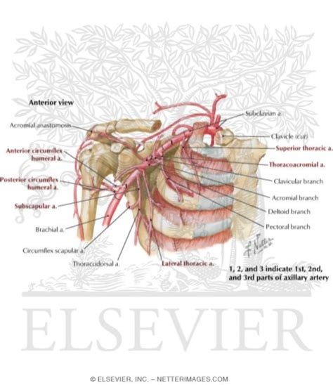 Axillary Artery And Anastomoses Around Scapula