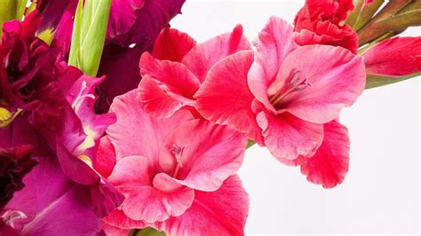 August Birth Flowers Gladiolus And Poppy The Old Farmers Almanac