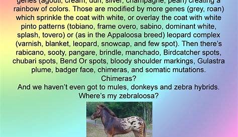 horse color genetics worksheets