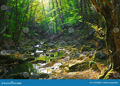 Deep Wood Stock Photo Image Of Flowing Forest Scenic 11524028