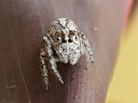 Little Jumping Spider Having A Rest In Southeast Qld Australia R