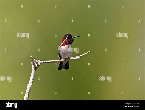 Bee Hummingbird Mellisuga Helenae Adult Male Perched On Twig Worlds