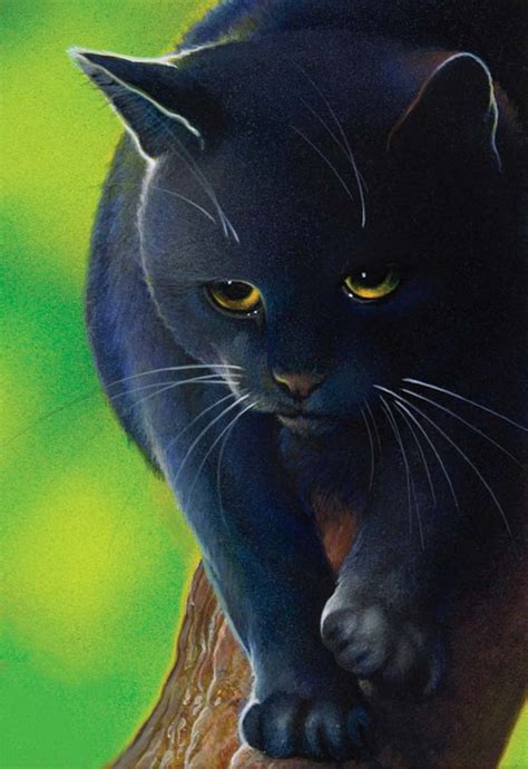 Shadowsight is a shadowclan medicine cat under tigerstar's leadership in the lake. Krähenfeder | Warrior Cats Wiki | FANDOM powered by Wikia