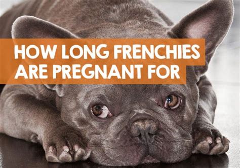 How Long Is A French Bulldog Pregnant For Signs Of Pregnancy