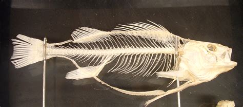 Actinopterygian Fish Pre Historic Life