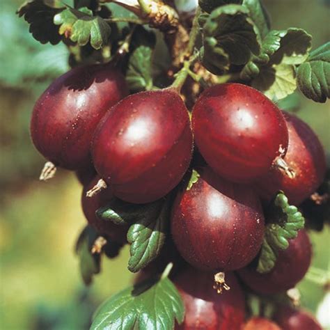 Hinnomaki Red Gooseberry Fruit Bearing Bush Michigan Bulb