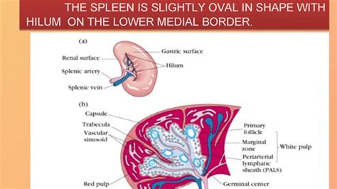 Anatomy And Physiology Of Spleen In English Youtube