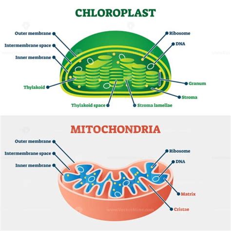 Chloroplast Vs Mitochondria Vector Illustration VectorMine