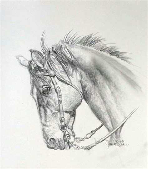 Pin By Rosa Maria On Carboncillo Horse Drawings Horse Drawing