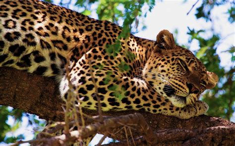 Jaguar Animals Cats Predators Trees Africa Safari Spots Face