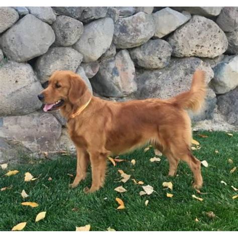 Your golden retriever puppy is the cutest, sweetest little girl.until she starts to bite. For Sale AKC Golden Retriever puppies in Denver, Colorado ...