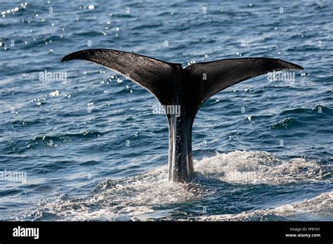 Sperm Whale Physeter Macrocephalus Physeter Or Catodon Sperm Whale Bull Fluke Diving