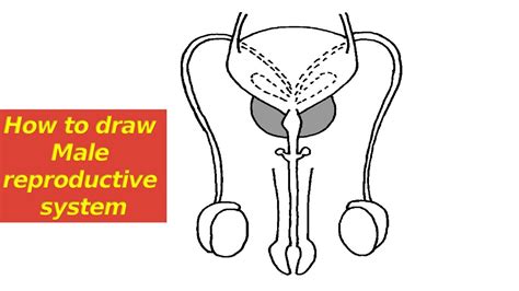 How To Draw Male Reproductive System Sketch Diagram Of Male