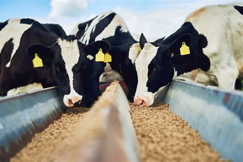 Top 10 Largest Animal Feed Manufacturers In The World 2022 Top Animal
