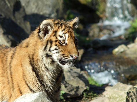 Young Tiger Free Photo Download Freeimages
