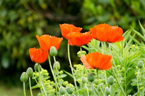 Poppies Free Stock Photo - Public Domain Pictures
