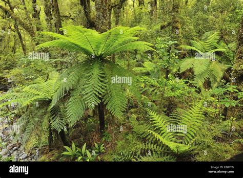 Tree Fern In Temperate Rain Forest New Zealand Southern Island