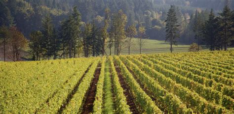 The 10 Best Wineries In Willamette Valley To Visit Choice Wineries