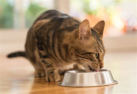 If your cat with food allergies is able to transition to a commercial food, the merrick limited ingredient diet cat foods could be something worth trying. 4 Best Hypoallergenic Cat Foods 2020 Buyer's Guide & Reviews