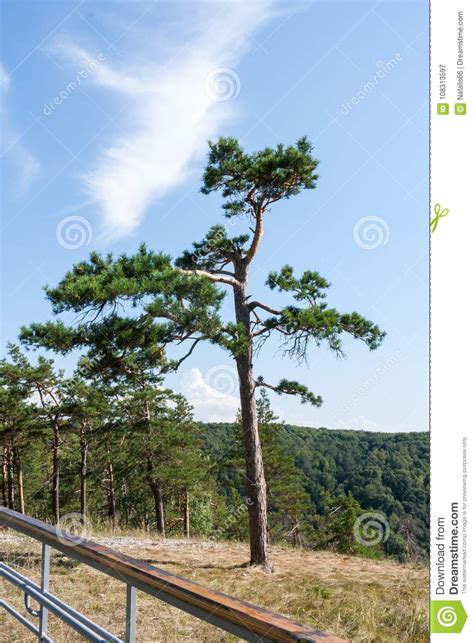 Beautiful Slender Green Pine Tree On Top Of A Mountain Stock Image