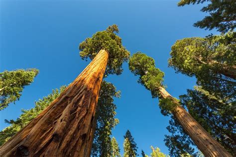 The Tallest Trees In The World In Redwood National Park In California