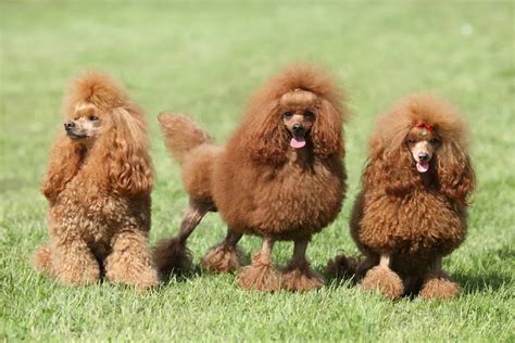 Which Of The Different Types Of Poodle Is The Perfect Pooch K9 Web