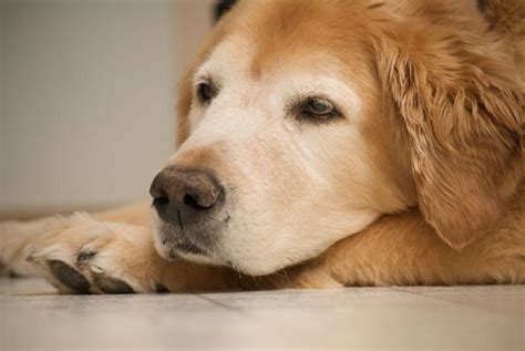 Can Olive Oil Help With Dog Allergies