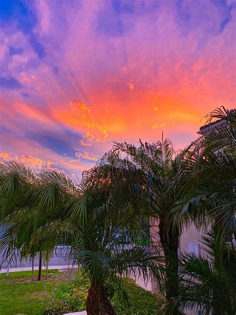 Sunset Pink Sky Palm Tree California Stock Photo Image Of Pink