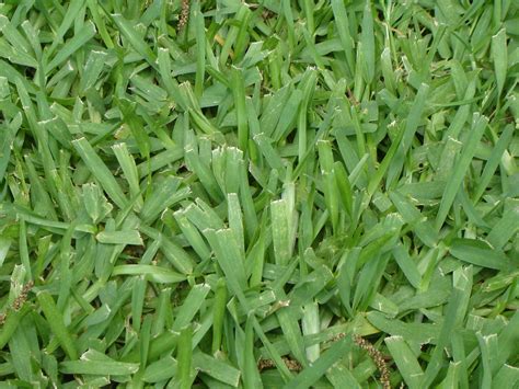 Types Of Grass