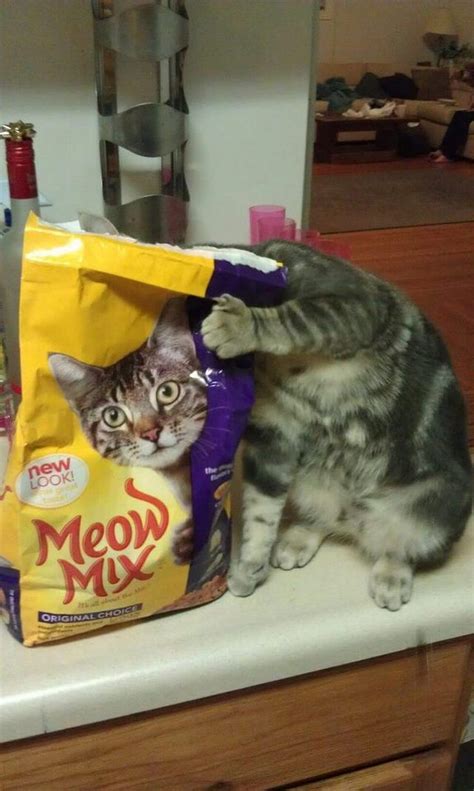 15 Of Basically The Best And Funniest Cat Pictures Weve Seen Funny Cat