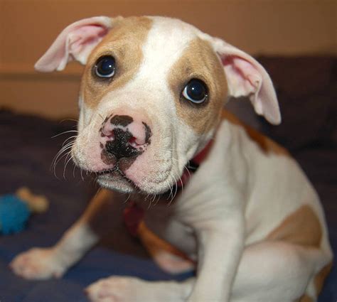 Pitbull Terrier Wallpaper Cute Pitbull Puppy