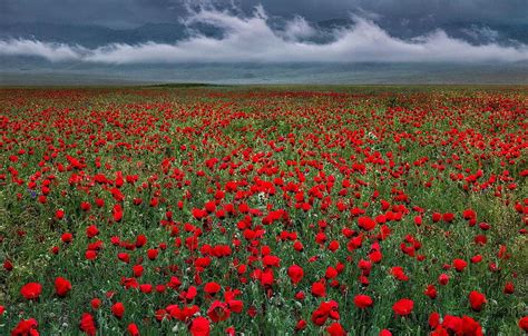 Flowers Maki Meadow Red Poppy Field For Section пейзажи Hd